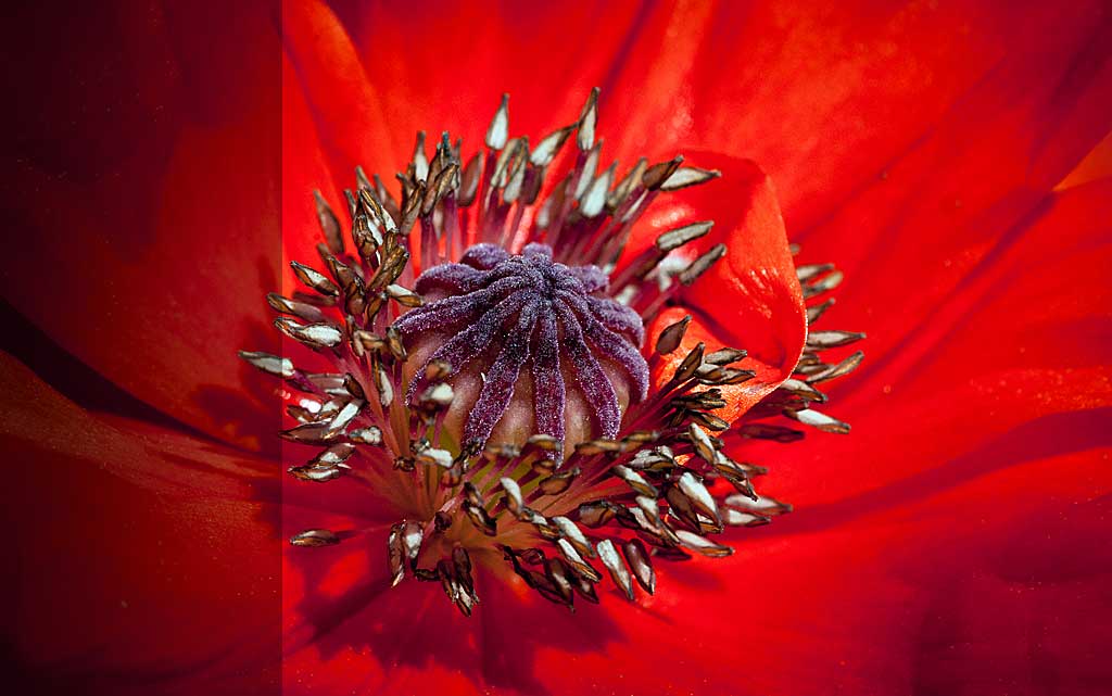 red flower