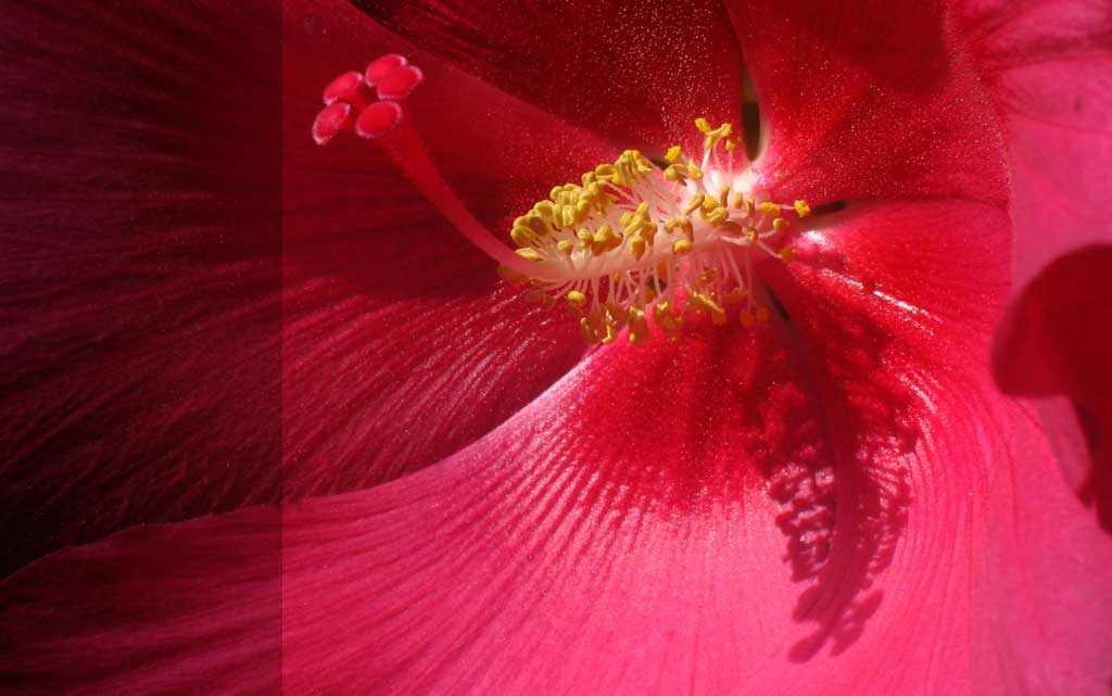 red hibiscus