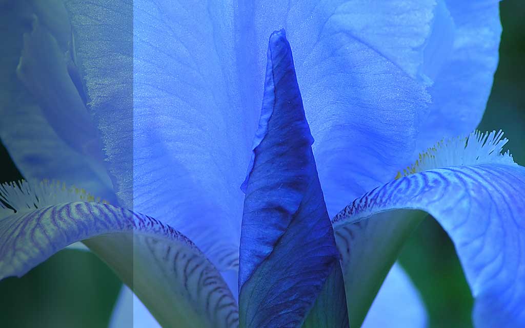 blue iris