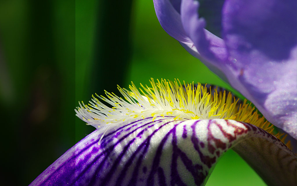 purple iris