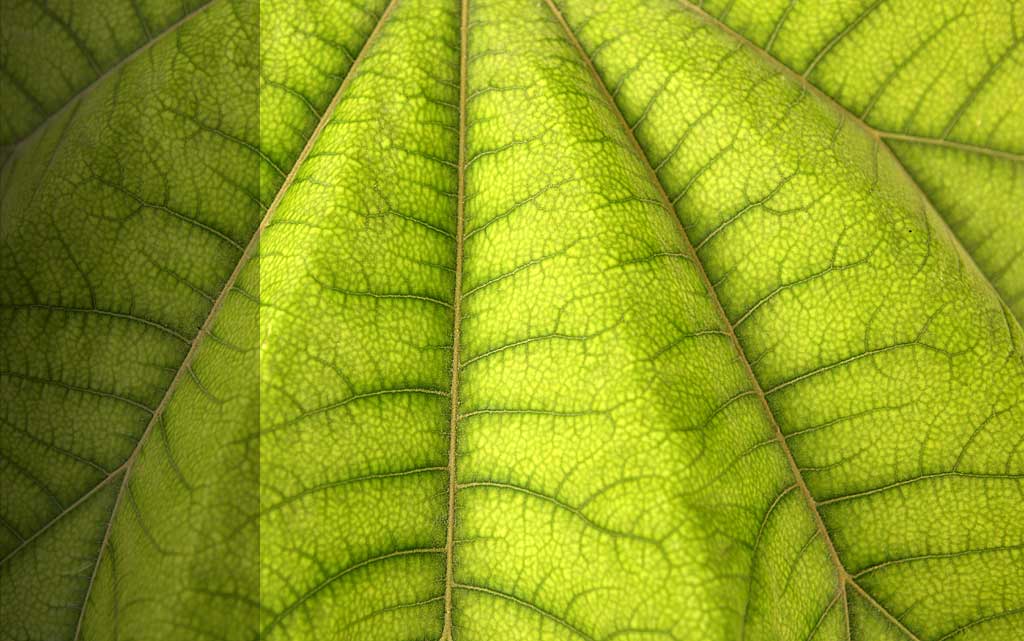 light green leaf