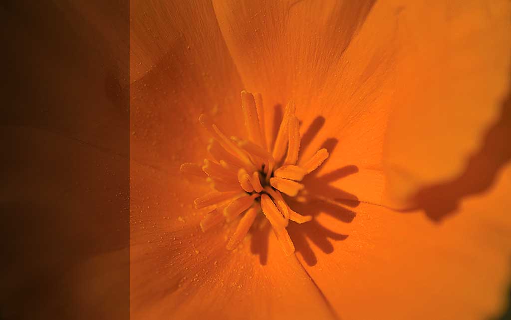 orange poppy